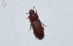 Tribolium castaneum