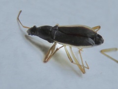 Cnemodus mavortius