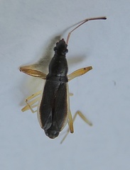 Cnemodus mavortius