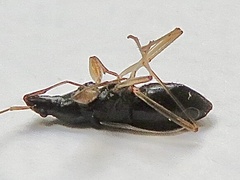 Cnemodus mavortius