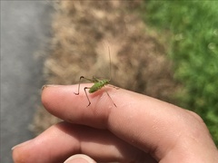 Phaneroptera falcata