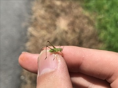 Phaneroptera falcata