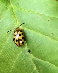 Alagoasa tridecimmaculata