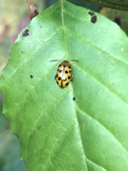 Alagoasa tridecimmaculata