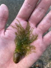 Draparnaldioides