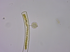 Chytridiomycota