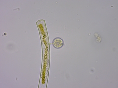 Chytridiomycota