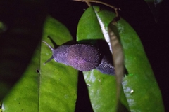 Megaustenia siamensis