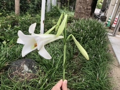 Lilium formosanum × lilium longiflorum