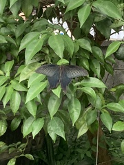 Papilio demetrius demetrius