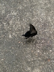 Papilio demetrius demetrius