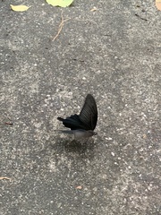 Papilio demetrius demetrius