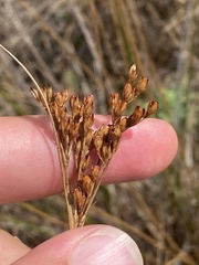 Juncus greenei
