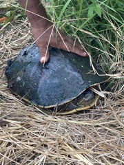Trachemys grayi grayi