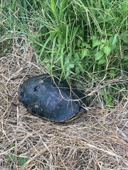 Trachemys grayi grayi