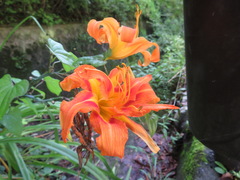 Hemerocallis fulva