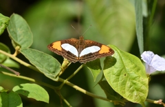 Adelpha thoasa