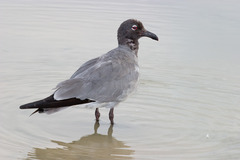 Leucophaeus fuliginosus