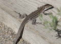 Aspidoscelis neomexicanus