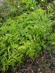 Cnidium cnidiifolium