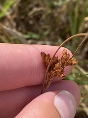 Juncus greenei