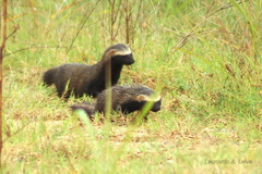 Galictis cuja