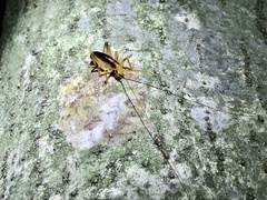 Nippancistroger testaceus