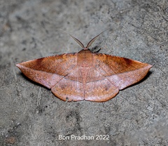 Sarcinodes malakarius