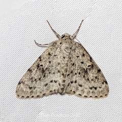 Naxidia punctata