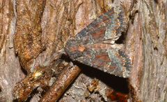 Apamea amputatrix