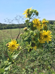 Silphium integrifolium laeve