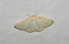 Cabera exanthemata