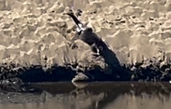 Lontra canadensis pacifica