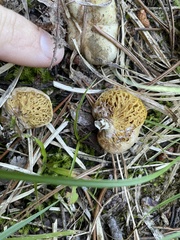 Suillus umbonatus