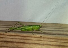 Neoconocephalus retusus