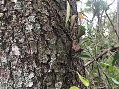 Pyrrosia confluens