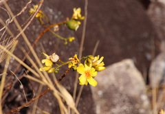 Cochlospermum gillivraei