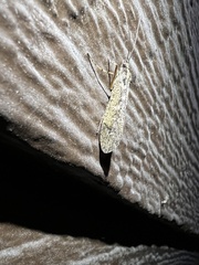 Glyphopsyche irrorata