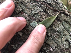 Pyrrosia confluens