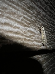 Glyphopsyche irrorata