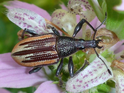 Eustylini image