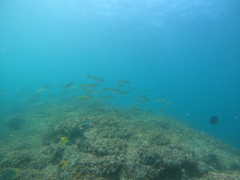 Selar crumenophthalmus