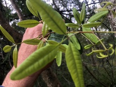 Dinosperma erythrococcum