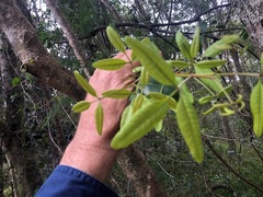 Dinosperma erythrococcum