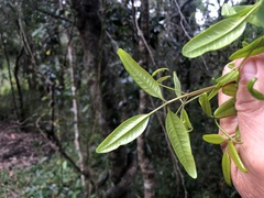 Dinosperma erythrococcum