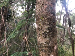Dinosperma erythrococcum