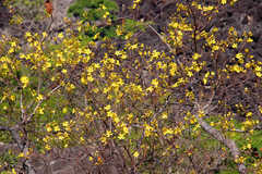 Cochlospermum gillivraei