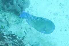 Choerodon schoenleinii