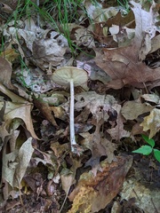 Melanoleuca alboflavida