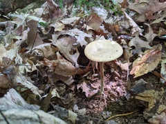 Melanoleuca alboflavida